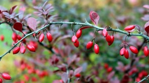 Berberine Corrected video OHB